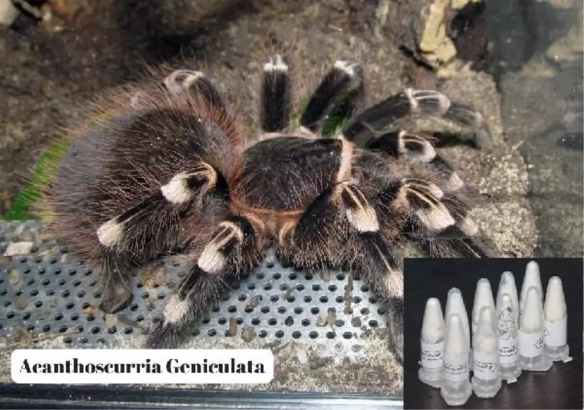 Marmaris\'te Kargoda 76 Yavru Tarantula Ele Geçirildi