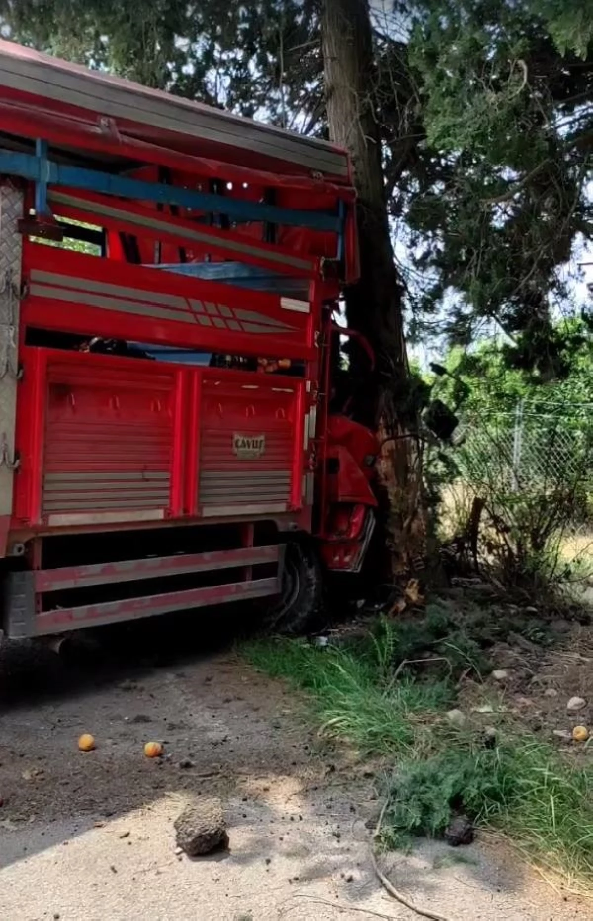 Meyve yüklü kamyonet ağaca çarptı: 1 ölü, 6 yaralı