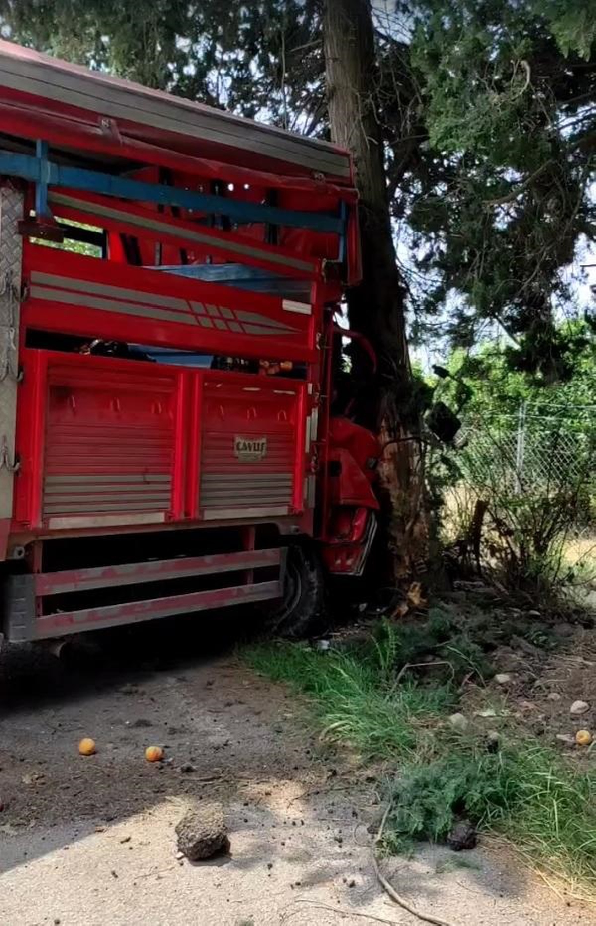 Meyve yüklü kamyonet ağaca çarptı: 1 ölü, 6 yaralı