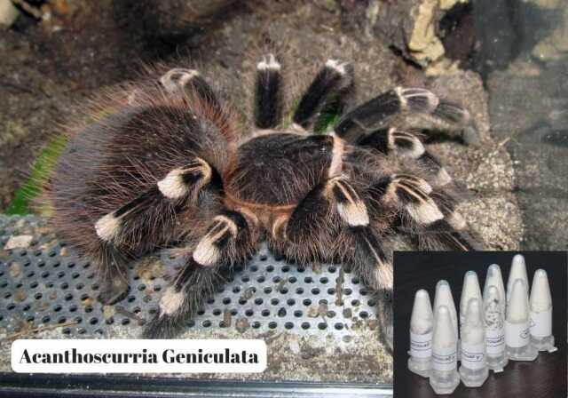 Polonya'dan Marmaris'e gönderilen kargo paketinde 76 adet tarantula ele geçirildi