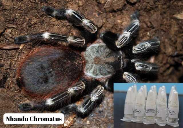 Polonya'dan Marmaris'e gönderilen kargo paketinde 76 adet tarantula ele geçirildi