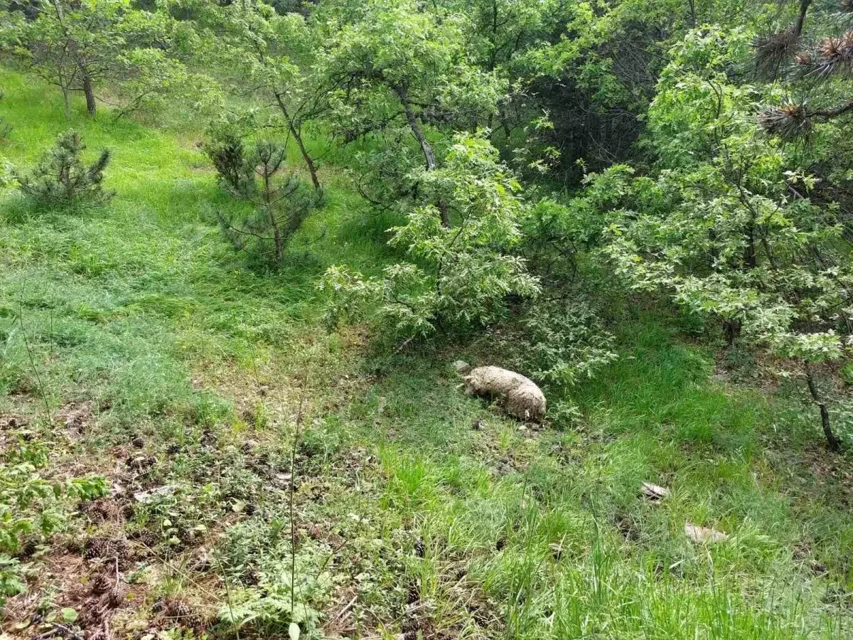 Eskişehir\'de Yabani Hayvan Saldırısına Uğrayan 80 Küçükbaş Bulundu