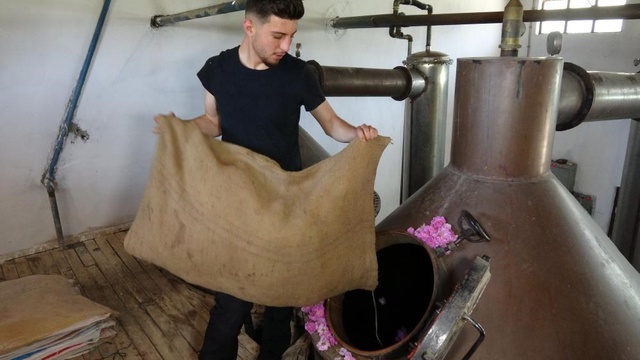 4 ton gülden 1 litre gül yağı çıkıyorlar! Litresi 10 bin euro