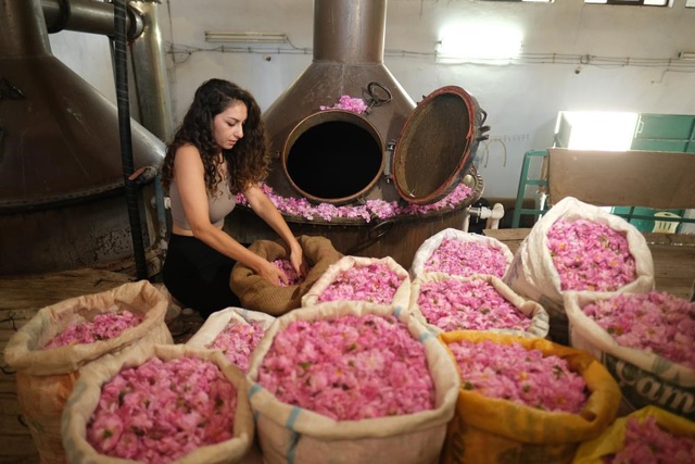 4 ton gülden 1 litre gül yağı çıkıyorlar! Litresi 10 bin euro