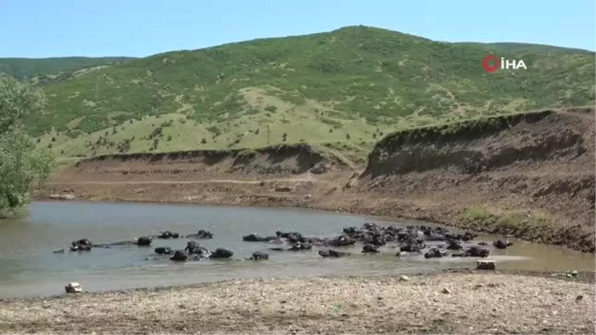 Muş\'ta sıcaktan bunalan mandalar Karasu Nehri\'nde serinliyor