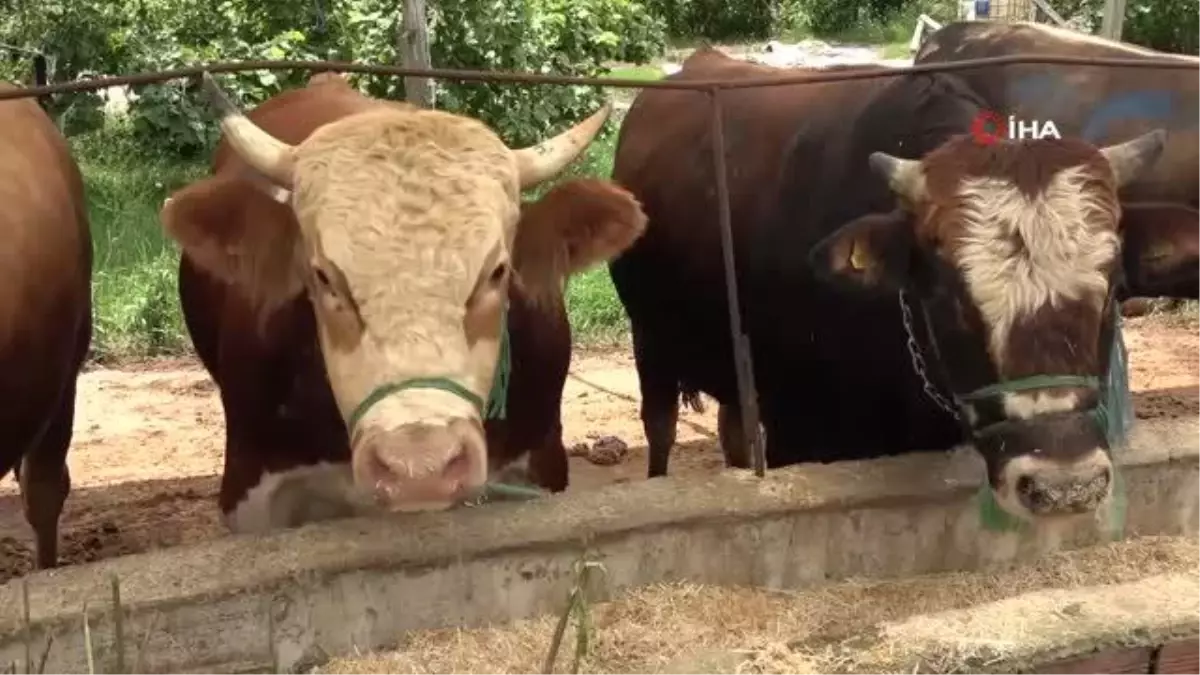 Besicilerin gözü 9 günlük bayram tatilinde