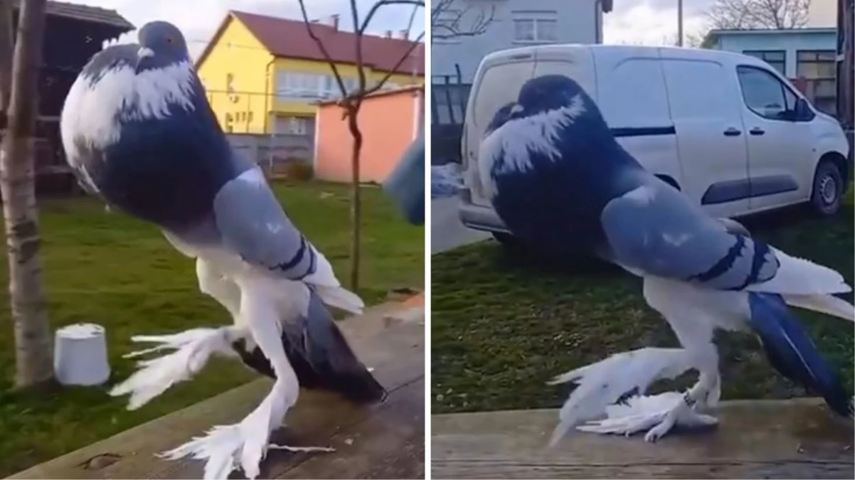 Dehşete düşüren mutant güvercin videosu viral oldu