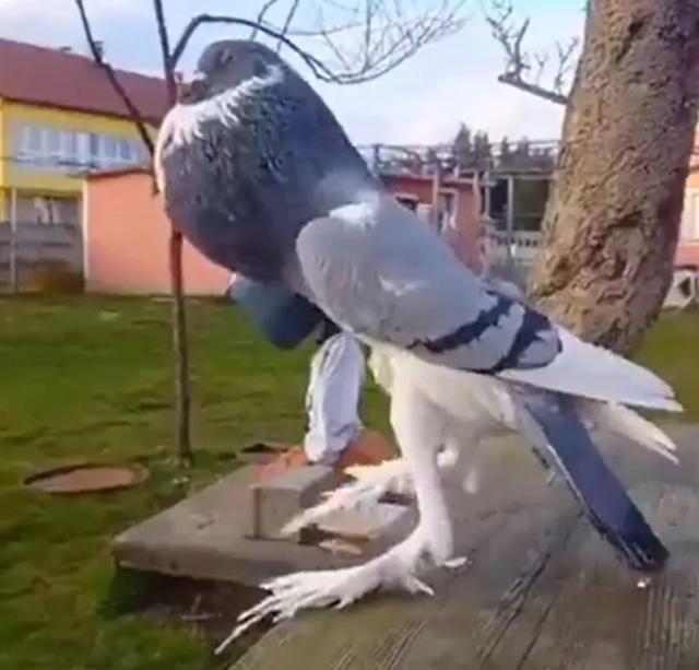 Dehşete düşüren mutant güvercin videosu viral oldu