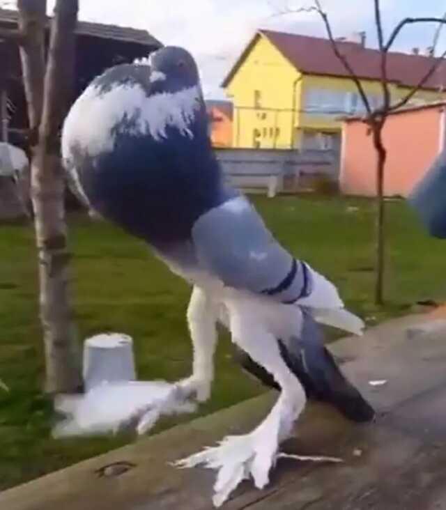 Dehşete düşüren mutant güvercin videosu viral oldu