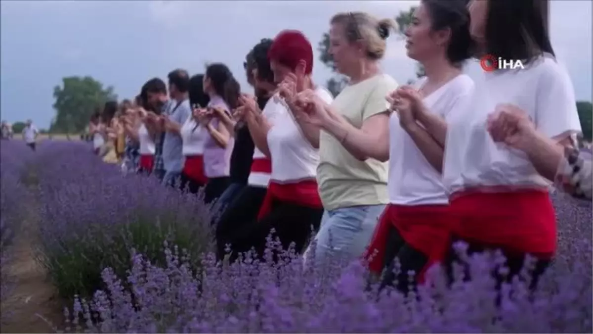 Edirne\'de Lavanta Tarla Günleri\'nde Kadınlar Halay Çekti
