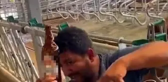 Tarsus'ta Çiftlik Çalışanı İneğe İçki Şişesiyle Sıvı Verdi, Tepki Çekti