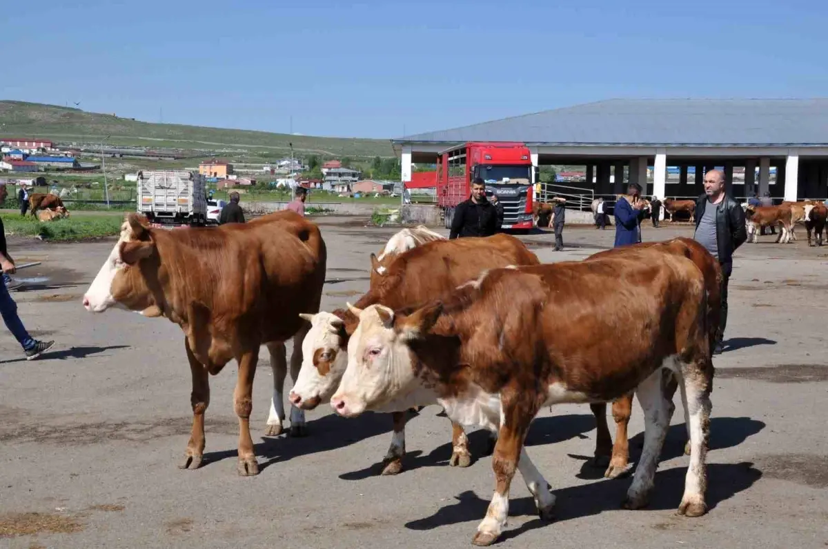 Kars Hayvan Pazarı yeniden açıldı ancak durgunluk yaşanıyor