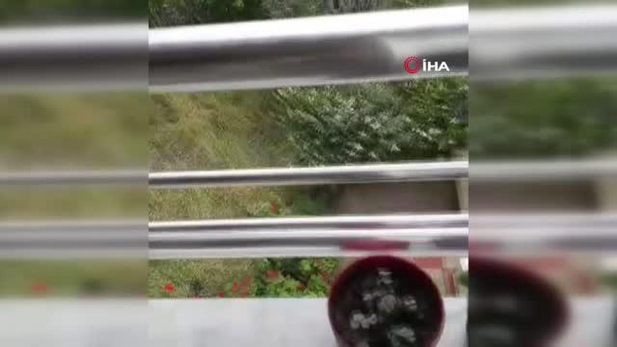 Köpeğe tekme iddiası ortalık karıştırdı: İki komşu birbirine girdi