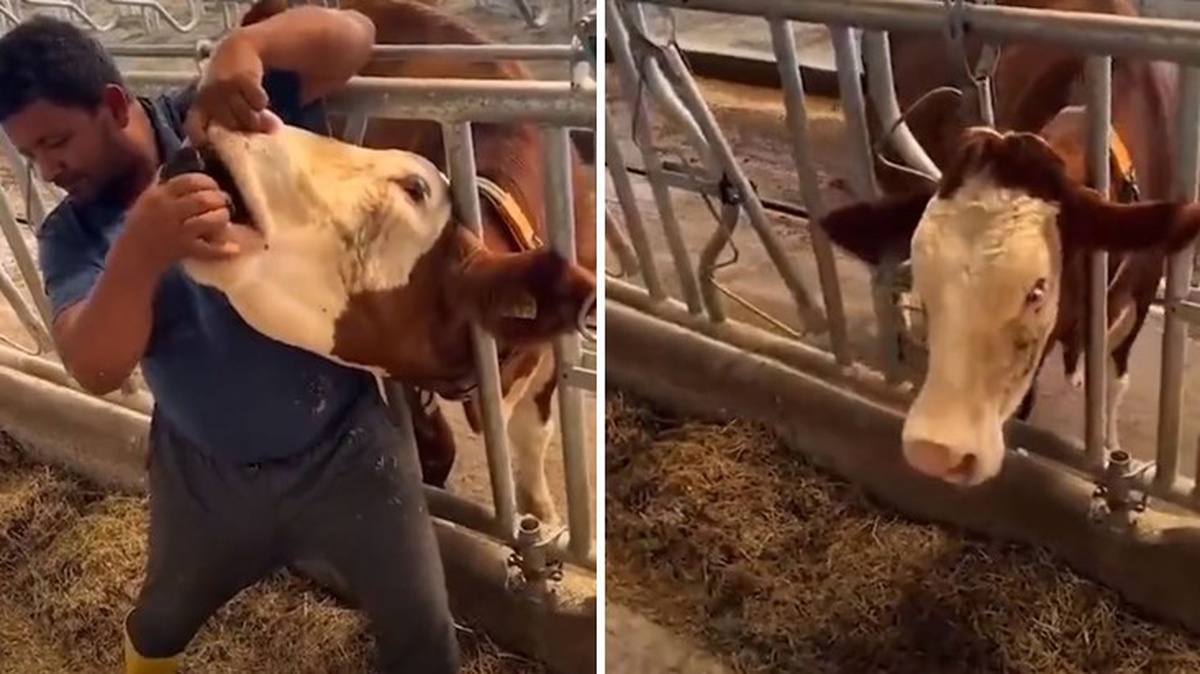 Kurban pazarında utanç verici olay! Büyükbaş hayvana zorla içki içirdi