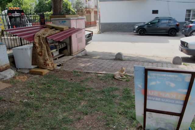 Pitbull köpeklerini sokak kedilerinin üzerine saldı, karşı çıkan komşusunun burnunu kırdı Pitbull köpeklerini sokak kedilerinin üzerine saldı, karşı çıkan komşusunun burnunu kırdı