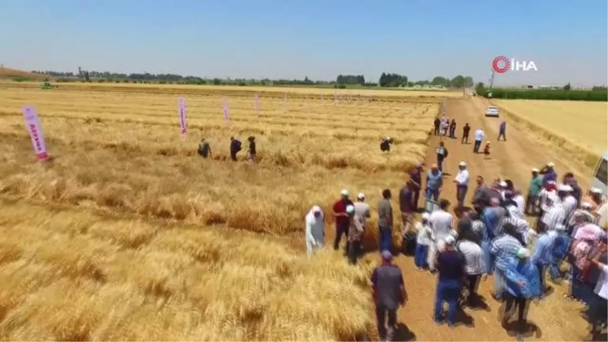 Şanlıurfa\'da Türk Mühendisler Yerli ve Milli Tohum Geliştirdi