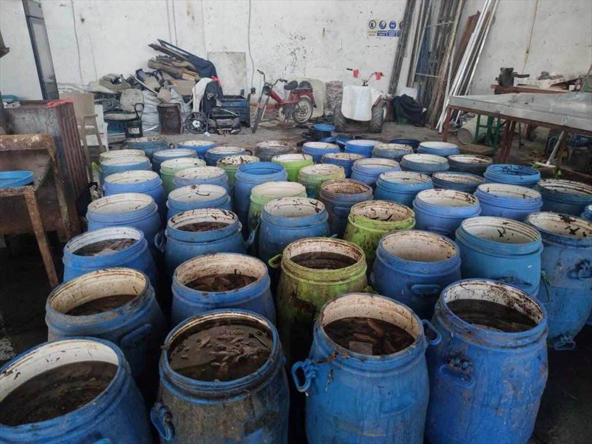 900 kilogram deniz patlıcanı denize bırakıldı