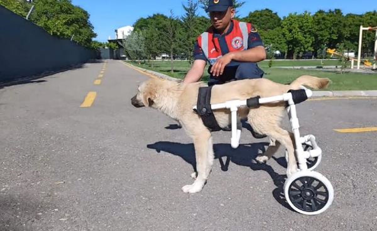 Aksaray\'da çarpan köpeğe jandarma ekiplerinden yürüteç