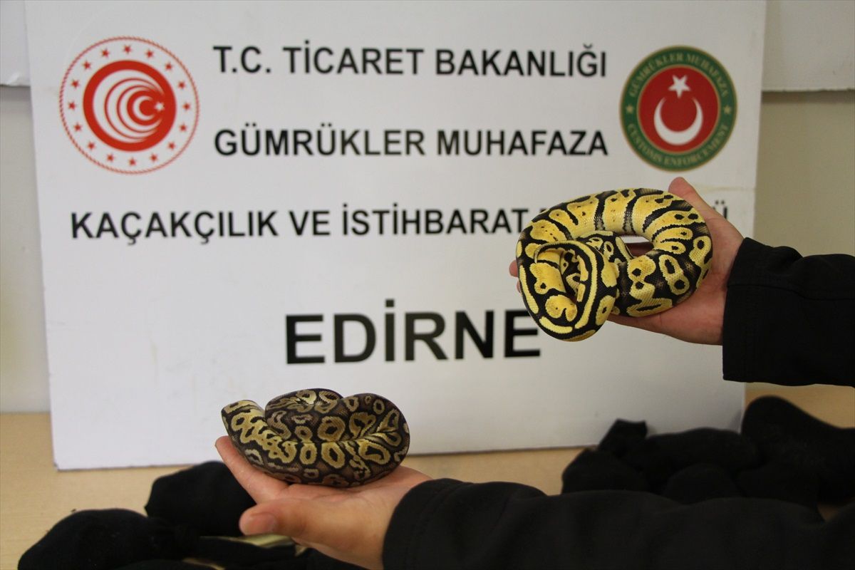 Kapıkule\'de 28 piton yavrusu ele geçirildi