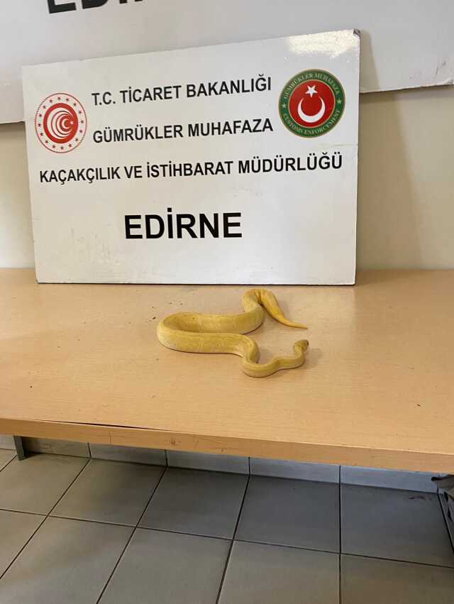 Kapıkule'de TIR'da 28 piton yılanı ele geçirildi
