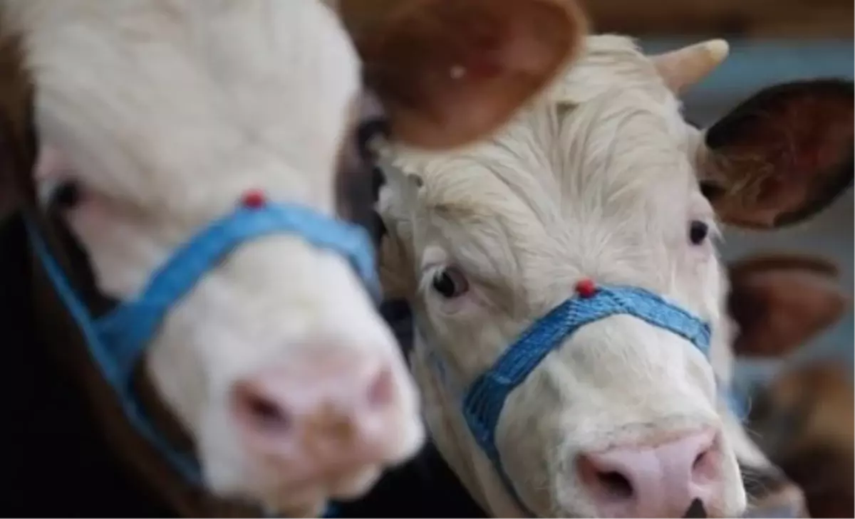 2023 Kurban Bayramı kaç gün? Tarihleri ve resmi tatiller