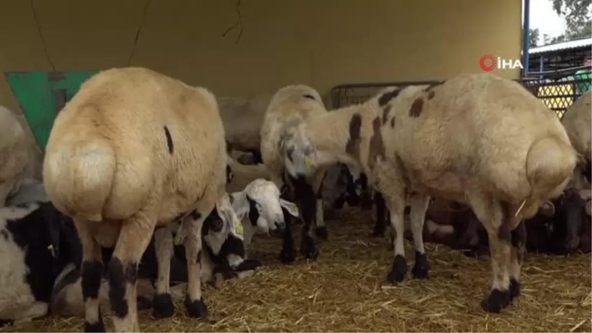 Nilüfer\'de Kurban Kesim Alanları Belirlendi