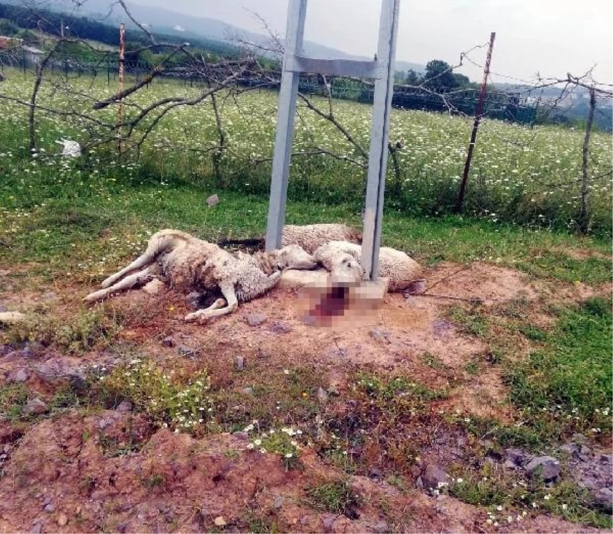 Körfez\'de elektrik kaçağına kapılan koyunlar öldü