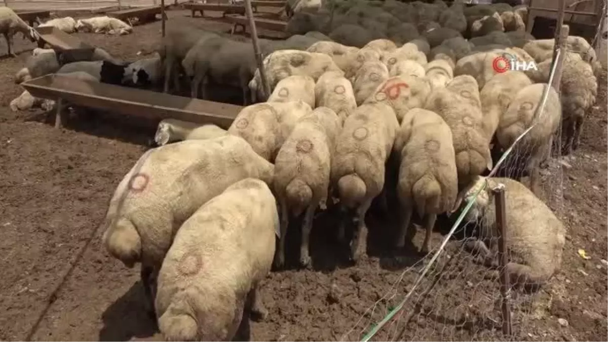 Uzmanından kurban eti tüketimi önerileri: İlk gün Adana Kebap yapmayın