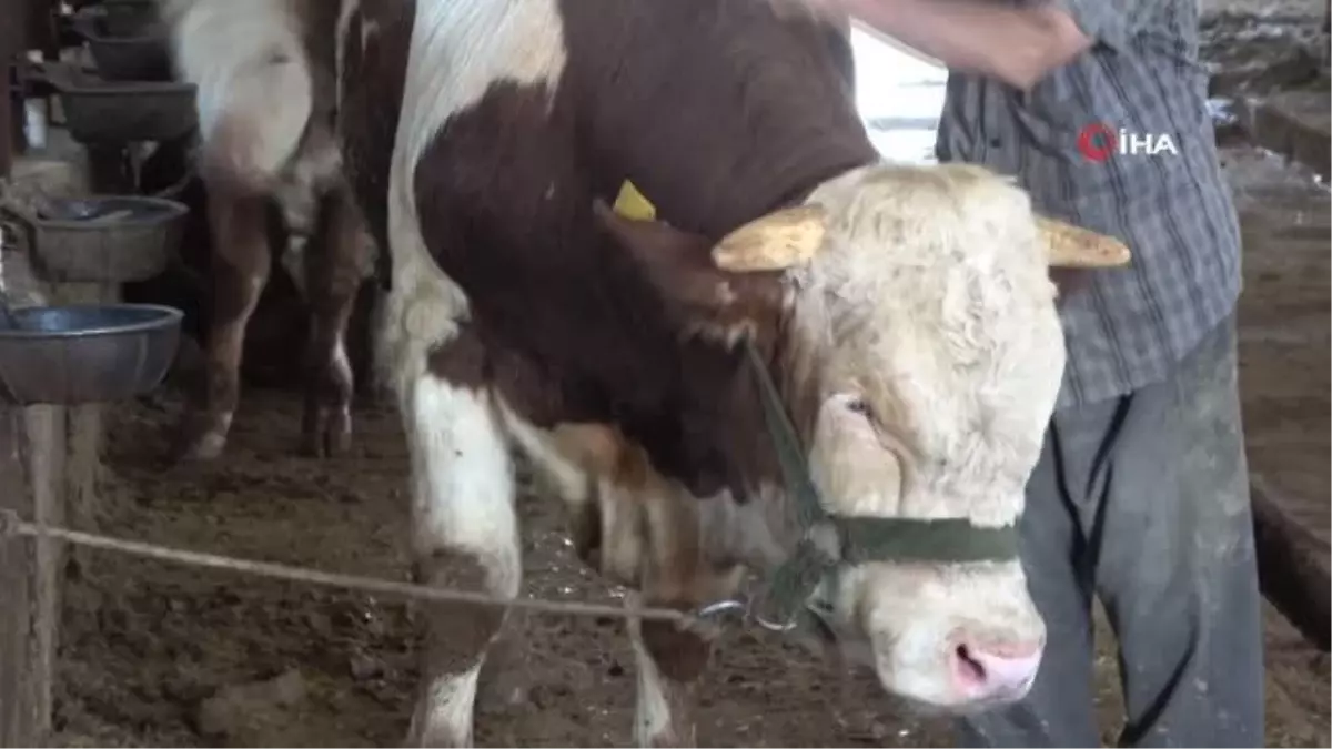 Bingöl\'de 1 tonluk \'Şövalye\' isimli tosun satışa çıkarıldı