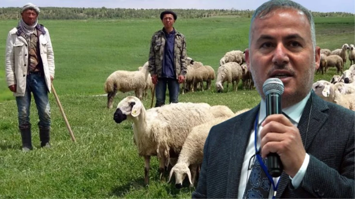 Ankara Damızlık Koyun Keçi Yetiştiricileri Birliği Başkanı: Yabancı çobanlar kontrollü olarak getirilmeli