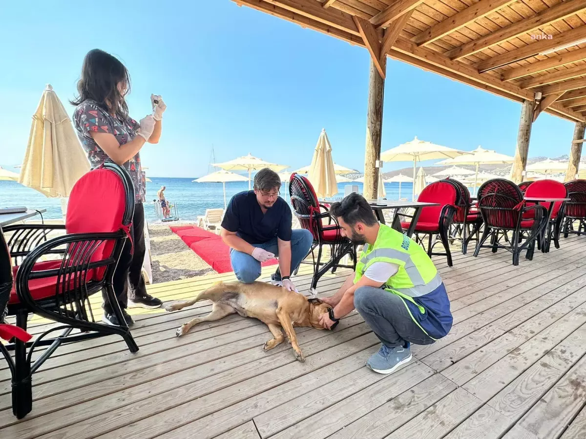 Bodrum Belediyesi, Gümüşlük ve Ortakent\'te Sokak Hayvanlarına Sağlık Taraması Yaptı