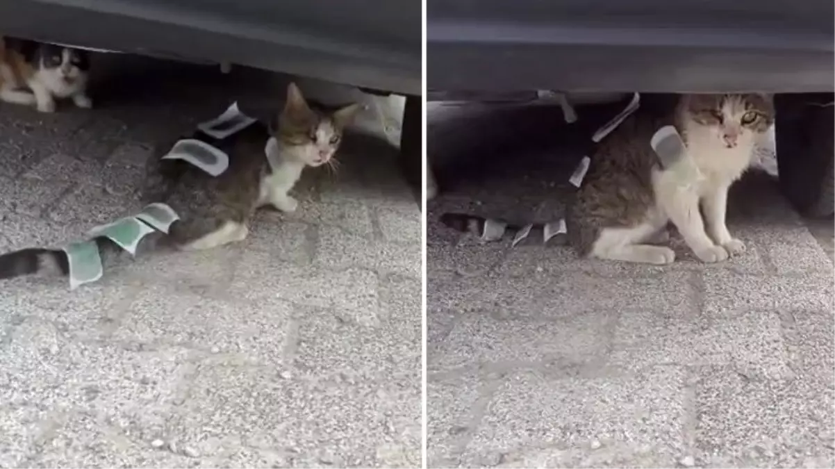 Üsküdar'da vücuduna ağda bantları yapıştırılan kedi şaşkına çevirdi