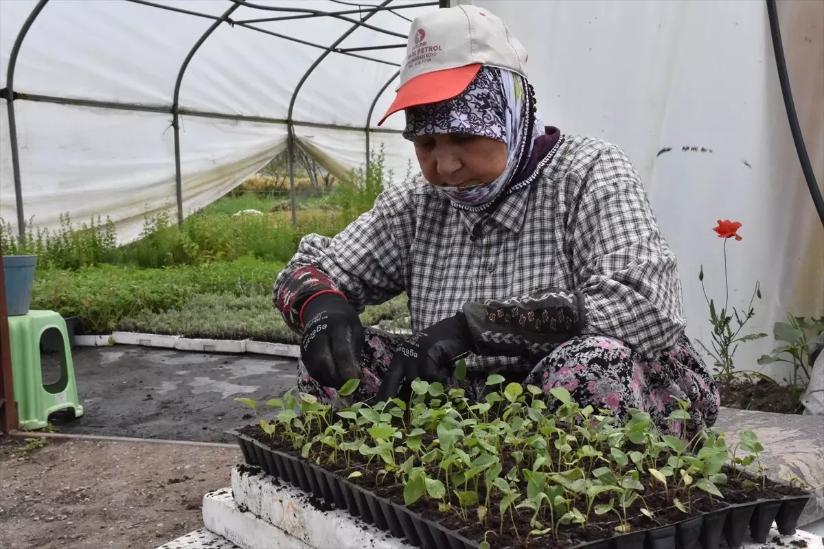 Bursa\'da 11 arkadaşın kurduğu firma, tıbbi ve aromatik bitkilerden yağ ve hidrosol üreterek ihracat yapıyor