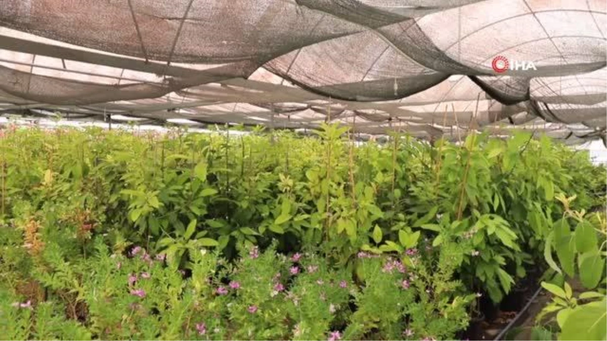 Muğla Büyükşehir Belediyesi, Kadın Üreticilerin Çiçek Üretimini Destekliyor