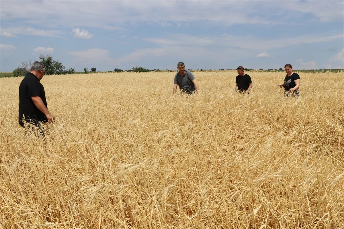 Edirne\'de dolu ve sağanak nedeniyle tarım arazilerinde hasar tespit çalışmaları devam ediyor