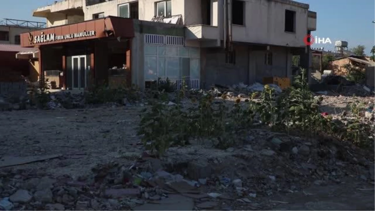 Deprem Enkazından Ayçiçeği ve Mısır Yetişti