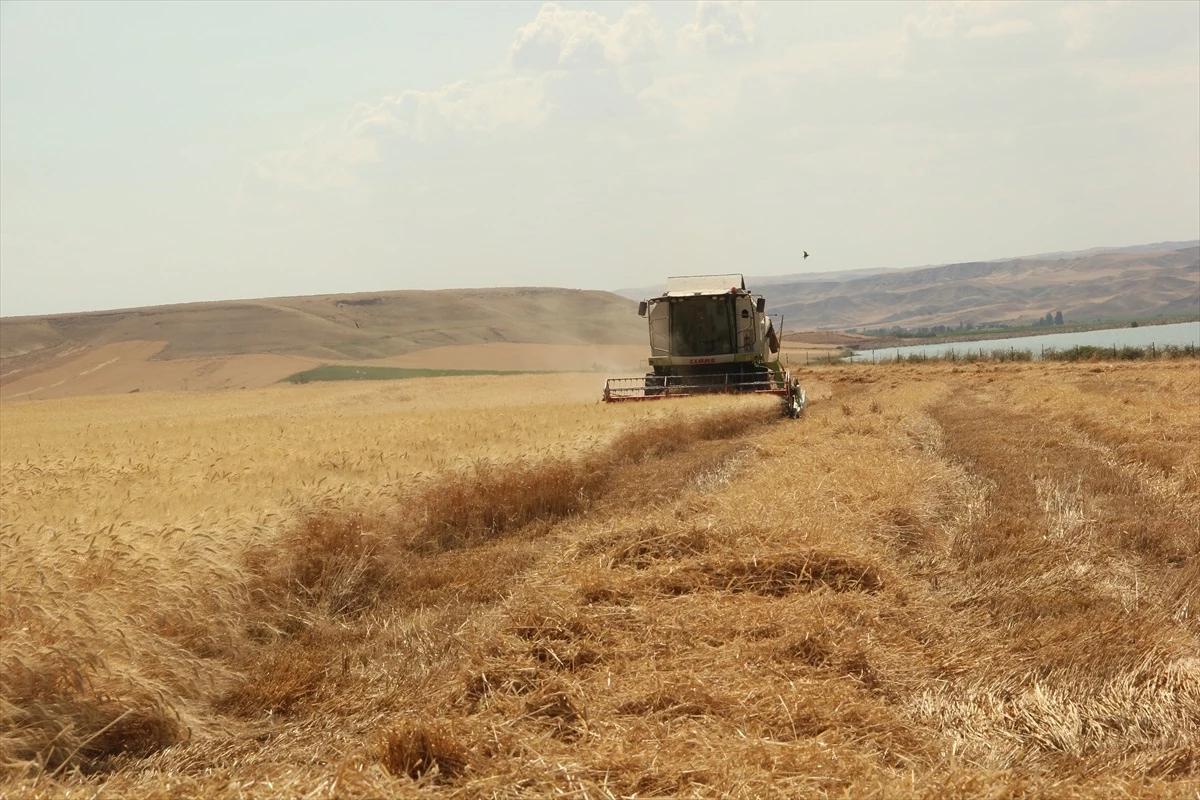 Siirt\'te Garzan Ovası\'nda buğday hasadı başladı