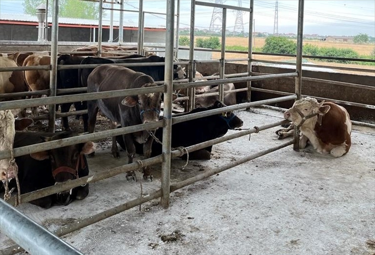 Kırklareli\'nde kaçak yollarla getirilen 27 büyükbaş hayvana 96 bin 395 lira ceza