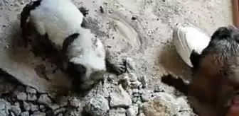 Diyarbakır'da Kanalizasyon Borusuna Atılan Köpek Yavruları Kurtarıldı