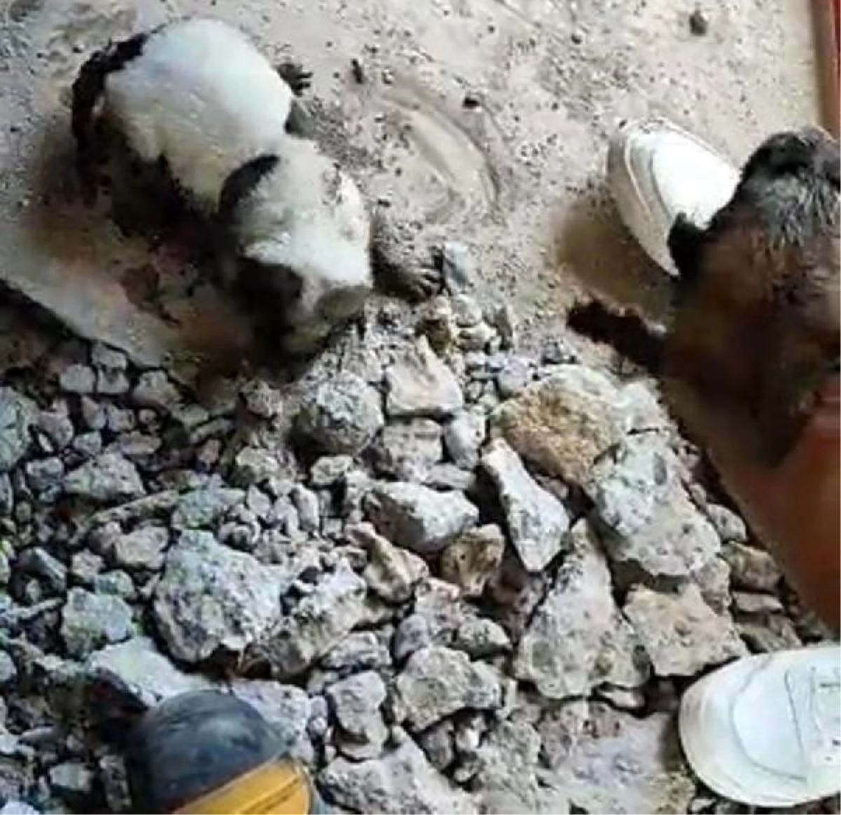 Diyarbakır\'da Kanalizasyon Borusuna Atılan Köpek Yavruları Kurtarıldı