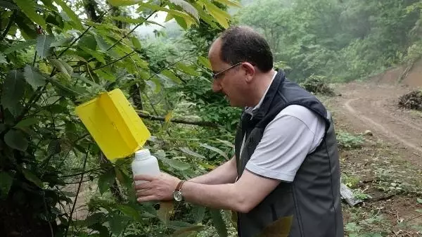 3 ilde kestane ormanlarını istila eden ''''''''''''''''katil arı''''''''''''''''ya karşı yeni önlem! Yapışkanlı tuzaklar devrede