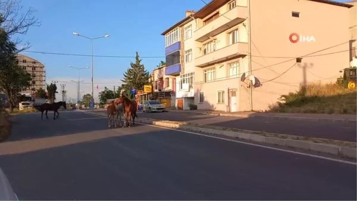 Kırklareli\'nde Başıboş Atlar Trafiği Tehlikeye Soktu