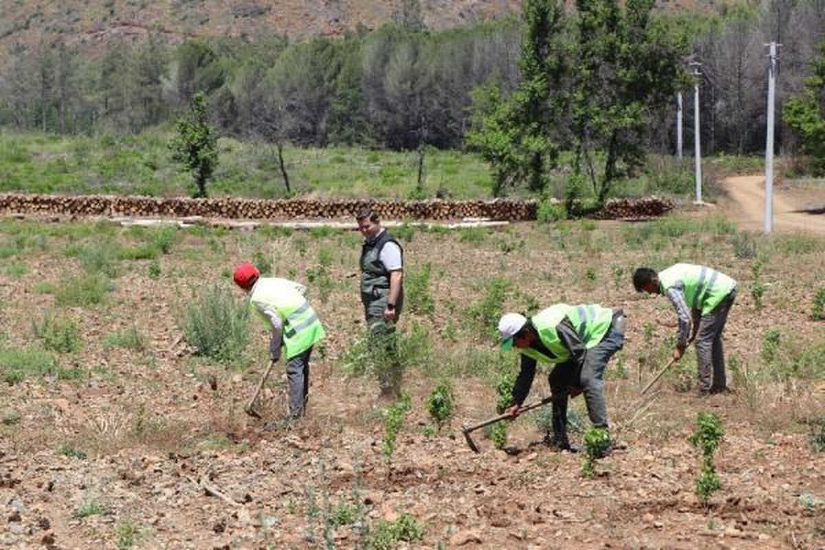 Marmaris\'teki Yangından Sonra Yeniden Yeşeren Orman Havadan Görüntülendi
