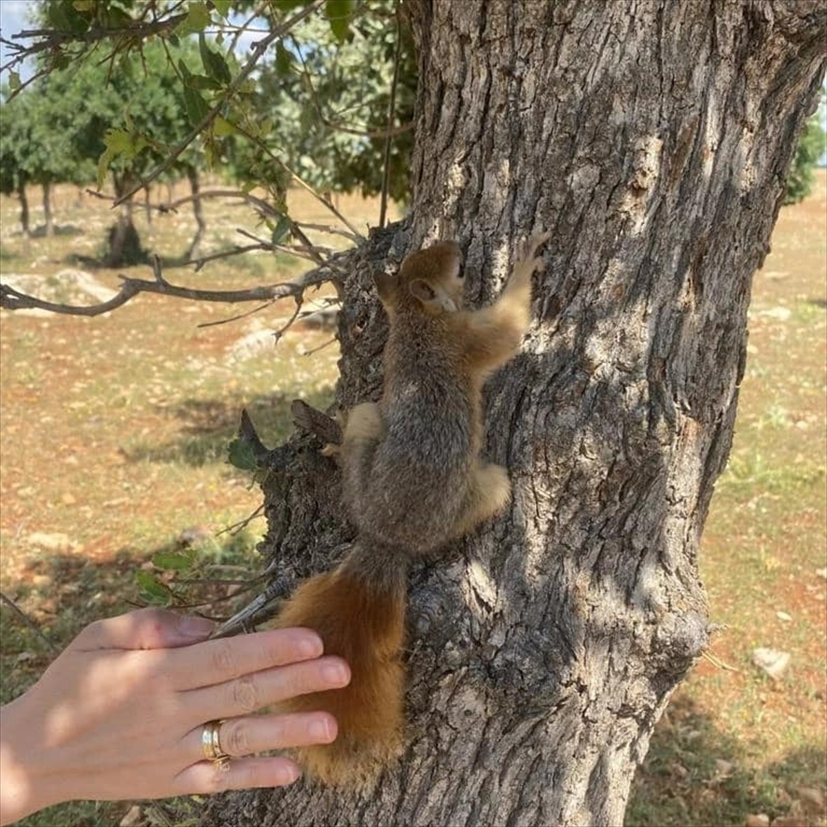 Siirt\'te Kaçak Sincap Avına Para Cezası