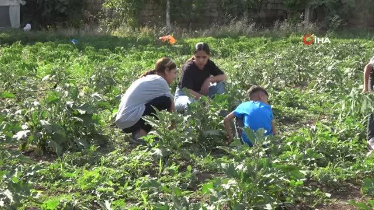 Şırnak\'ta Sebze Üretimini Geliştirme Projesi Başlatıldı