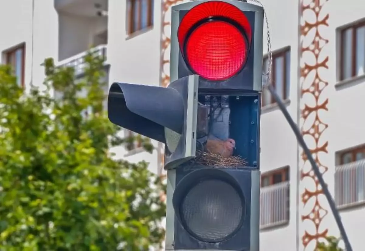 Diyarbakır\'da Kumru, Trafik Işığına Yuva Yaptı