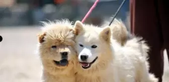 Denizli'de Terk Edilen 20 Evcil Köpek Bursa'daki Derneğe Gönderildi