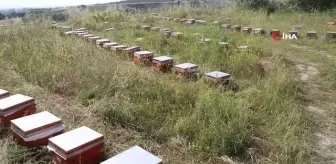 TİKA, Kuzey Makedonya'da arıcılara kovan ve eğitim desteği sağladı