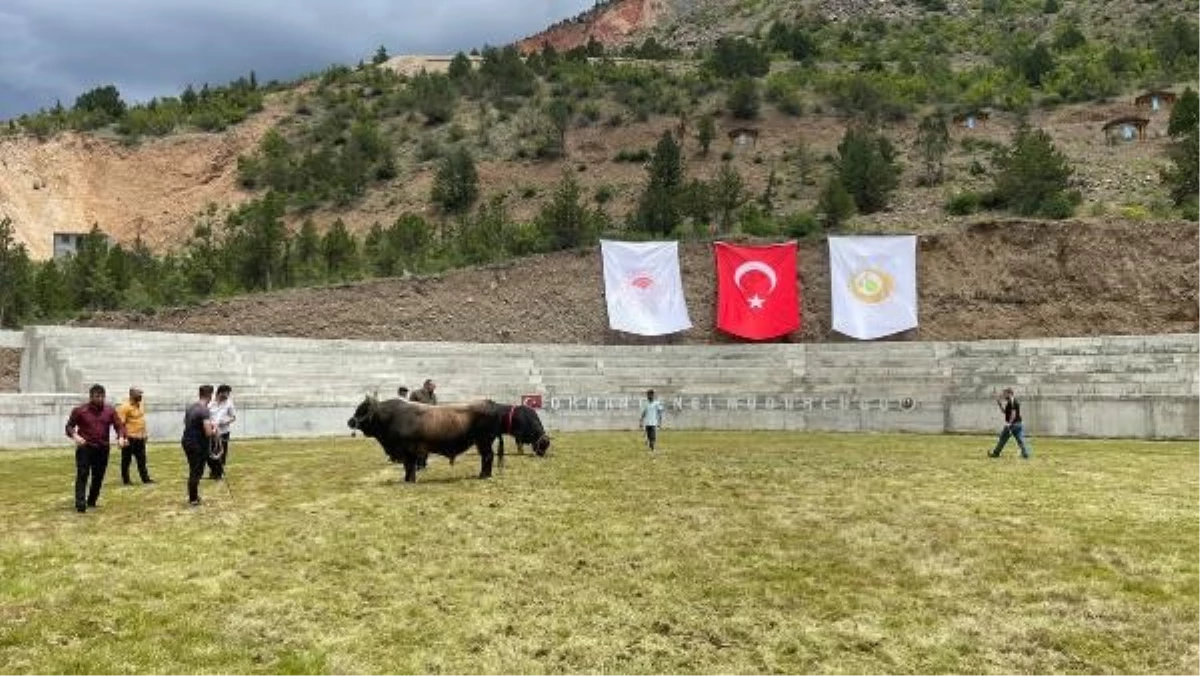 Yusufeli\'de su altında kalan boğa güreşi arenası yerine yeni arena açıldı