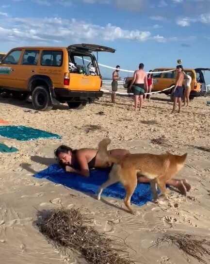 Avustralya'da güneşlenen kadın yaban köpeği saldırısına uğradı